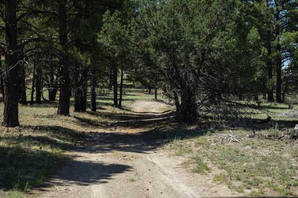 The Wooded Curve
