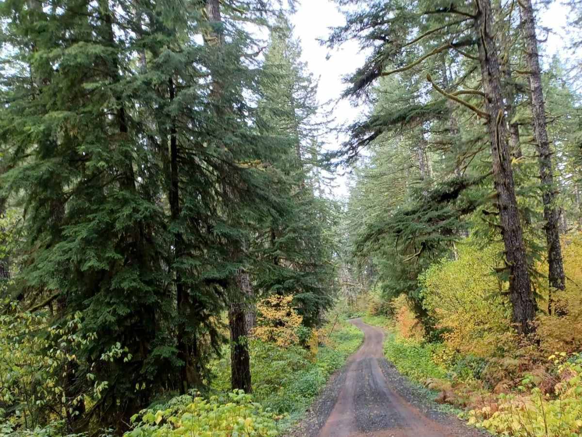 Little Hebo trail photo