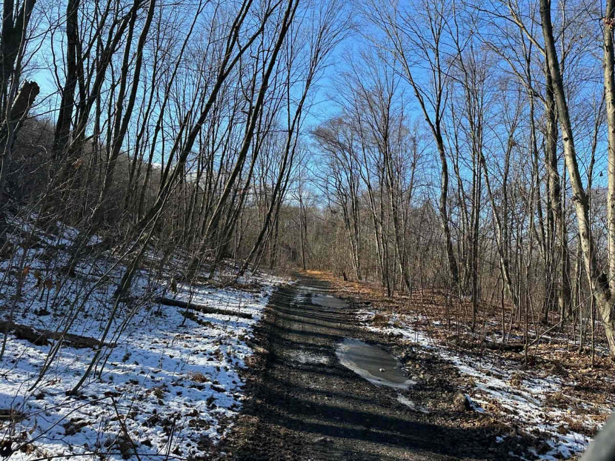 Locust Gap 71 photo 4