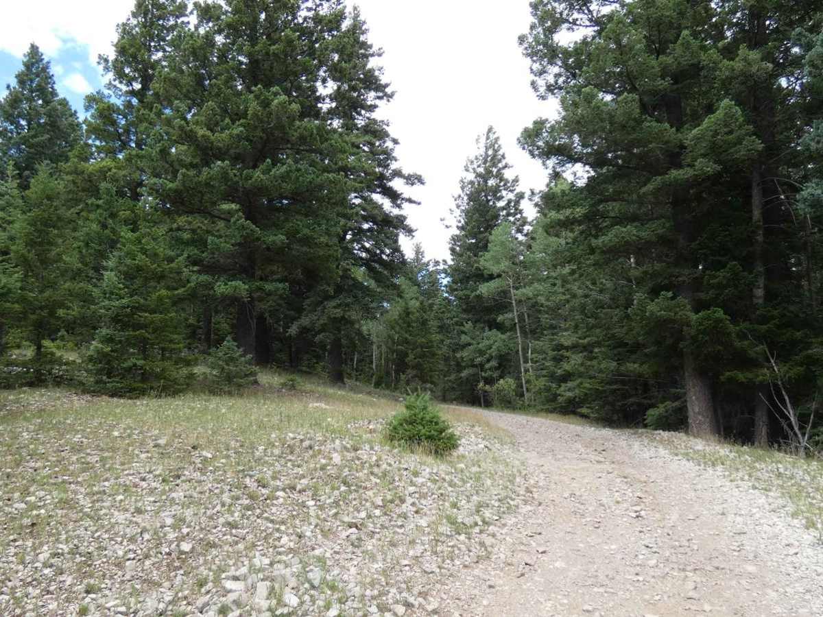 Wayne Canyon trail photo