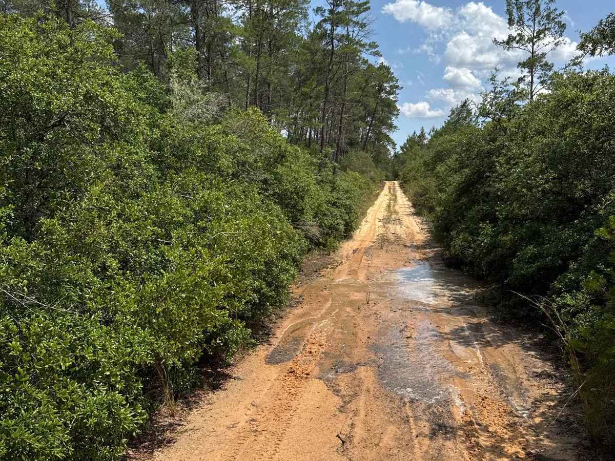 Ocala National Forest 40-14.6 trail photo