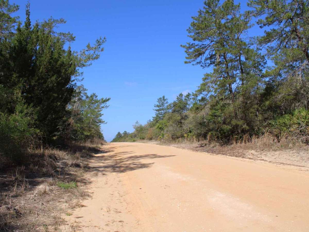 Ocala National Forest | Trail 50 photo 3