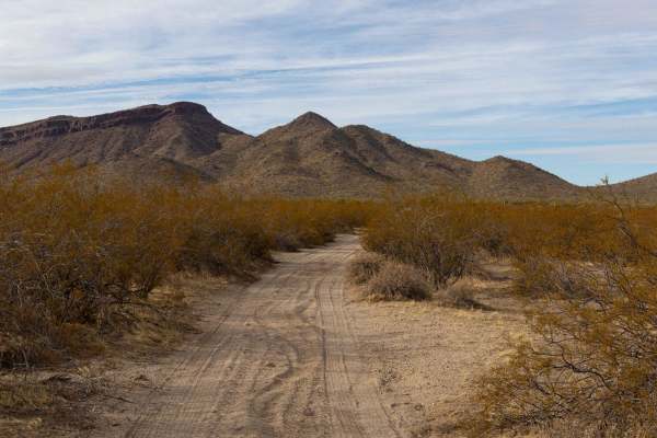 Creosotes Revenge
