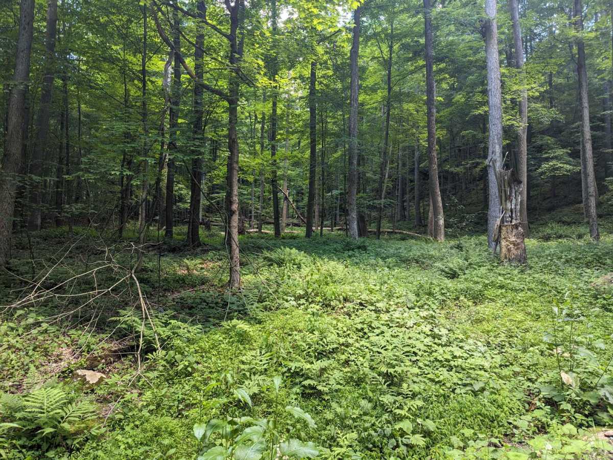 Rock Run Road photo 2