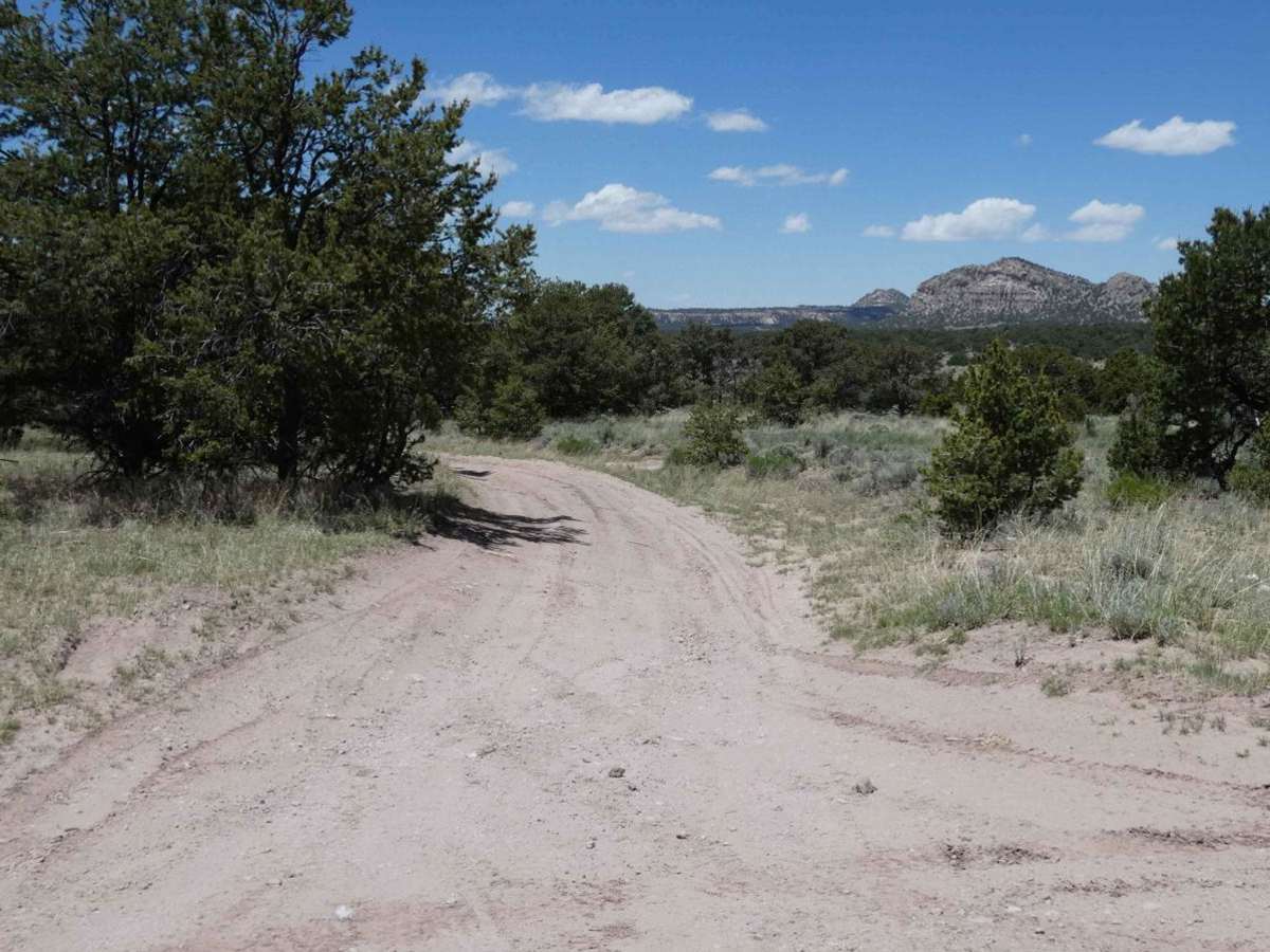 Lone Mountain FS312 trail photo