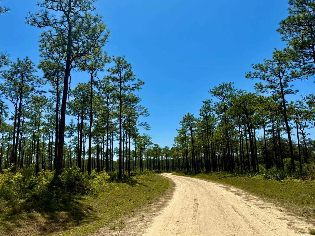 Hickory Landing - FS 101B trail photo