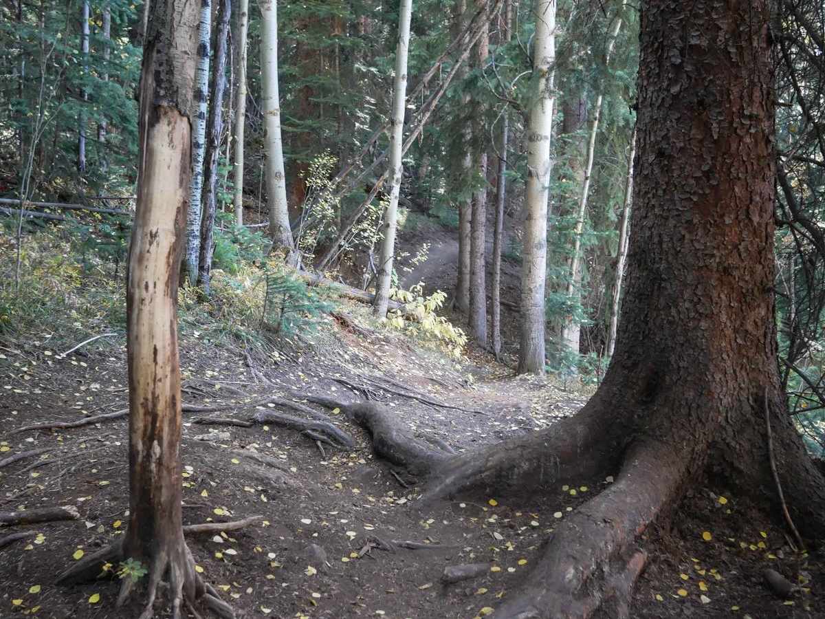 Tenderfoot Mountain trail photo