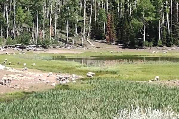 Hunts Lakes Loop - FS 40075