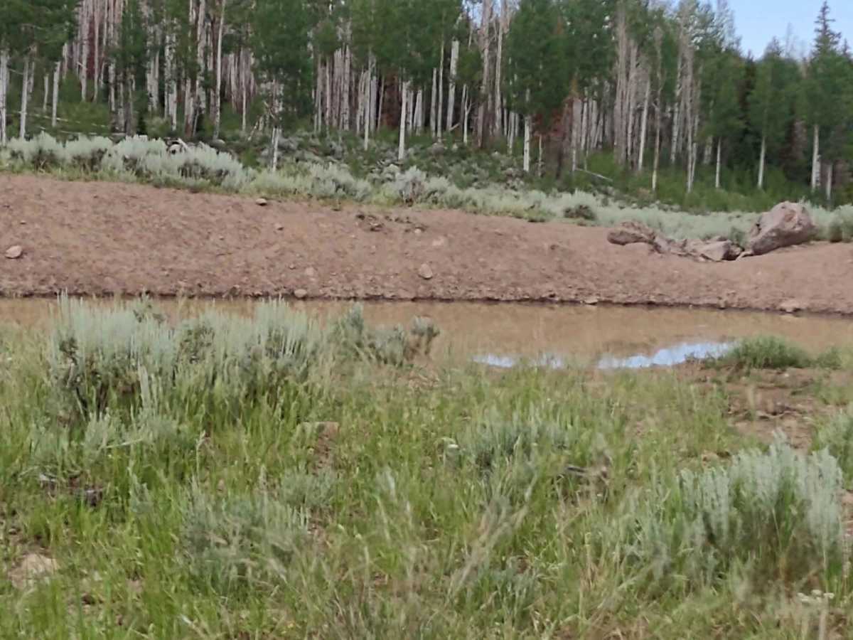 Papa Bear Spur FS 42118 photo 4