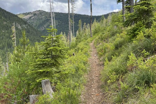 Little North Fork