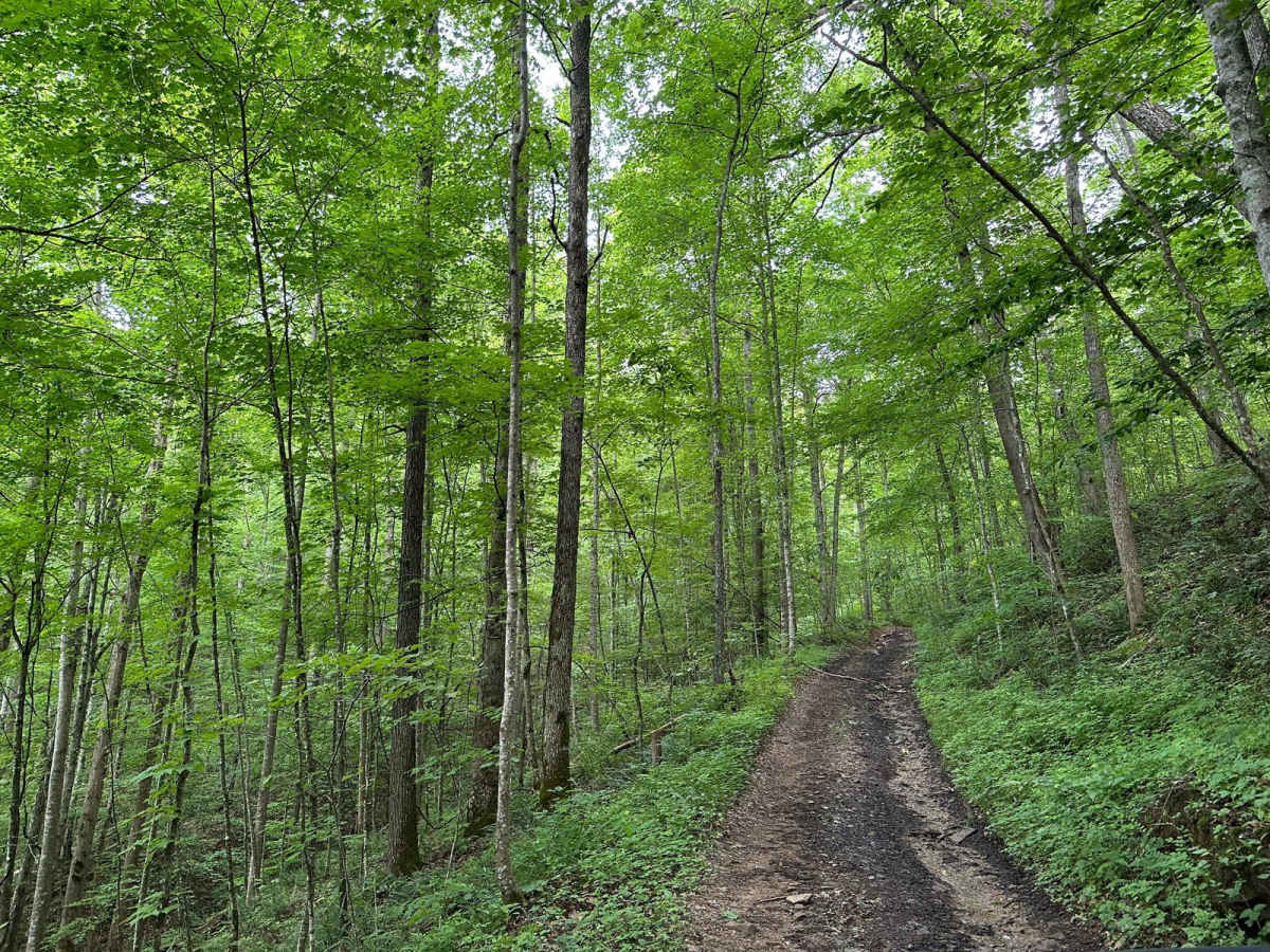 Pine Flat - Laurel Fork Road photo 5