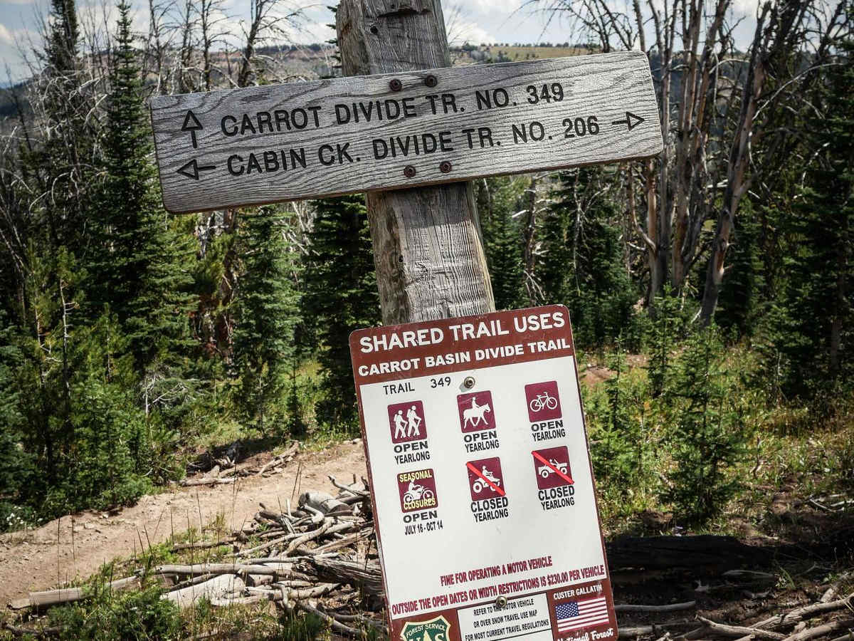 Carrot Divide photo 5