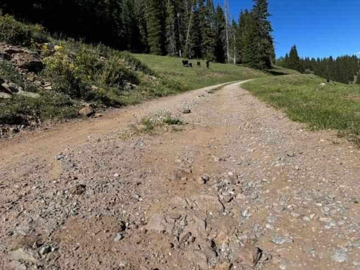 Elbert Creek Road photo 4