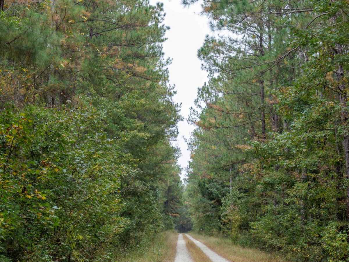 Lotti Road - FSR251H photo 6