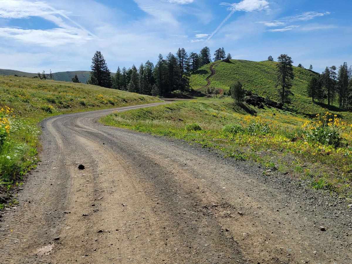 NR 019 - Bear Creek Saddle trail photo