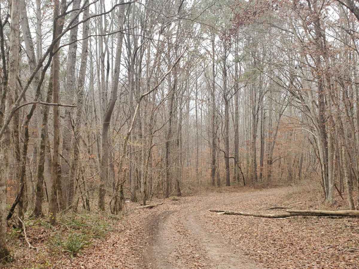 Stover Creek Road - FR 207 photo 6