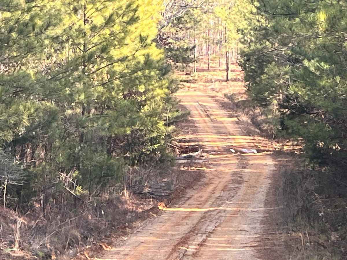 Wildplum Road photo 2