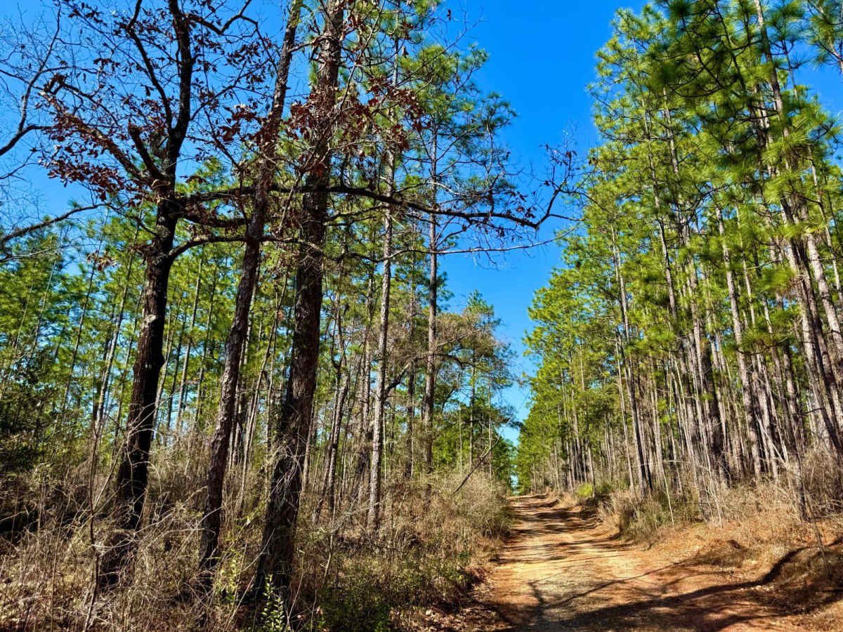 Florida State R53 photo 2