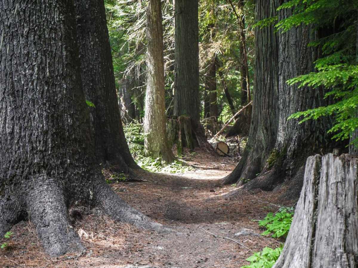 224A trail photo