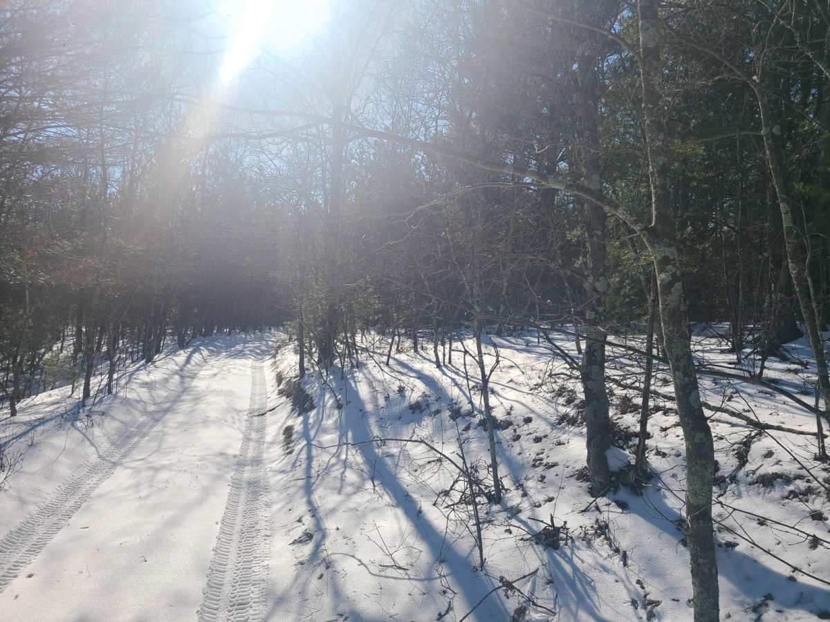 Forest Road 9869 photo 5