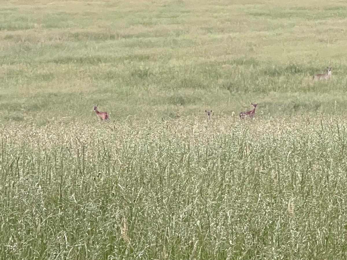 Brushy Creek photo 3