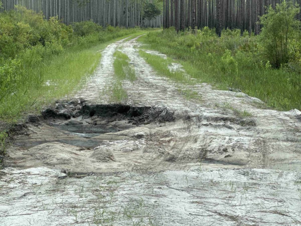 Big Gum Trail - Osceola NF 211 photo 6