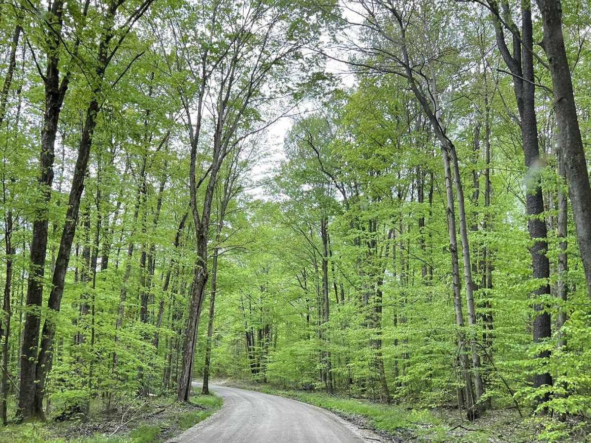 FR 297/237 Pine Run/Red Mill Campground trail photo