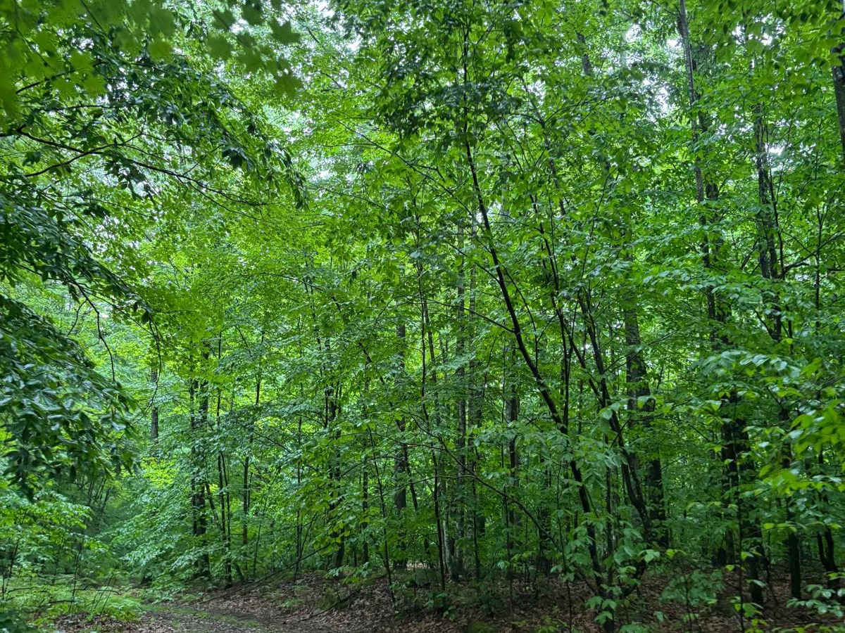 Forest Road 2321J photo 3