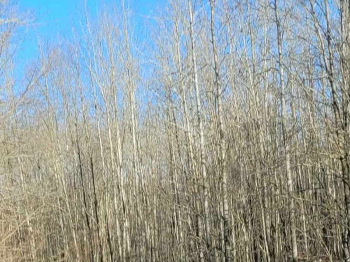 Tin Cup Springs Loop photo 3