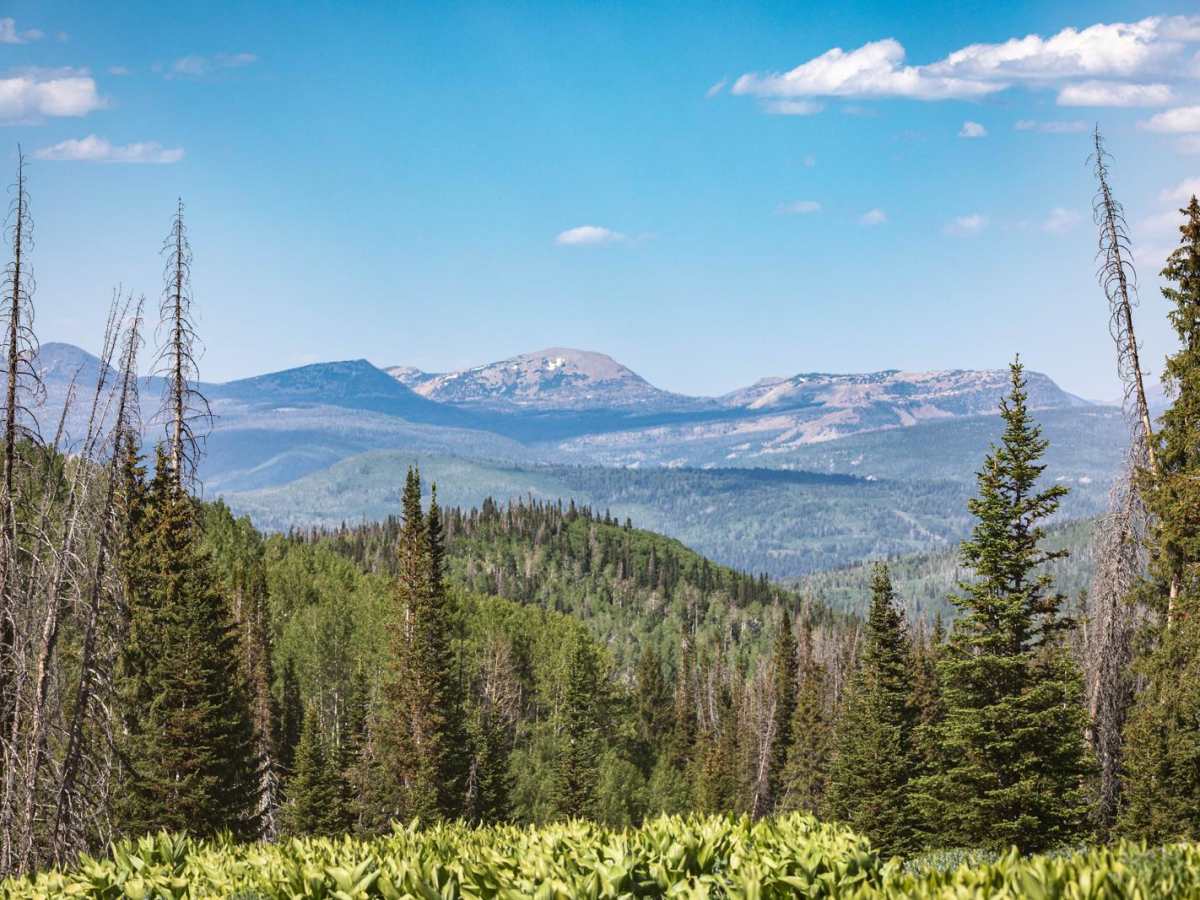 Heber Mtn (FR 70096) trail photo