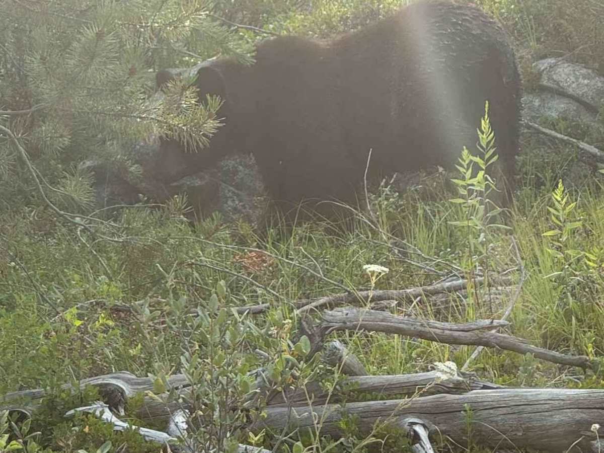 Kettle Valley Rail Trail photo 6
