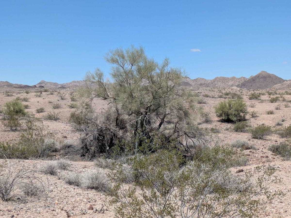 BLM 4341 photo 6