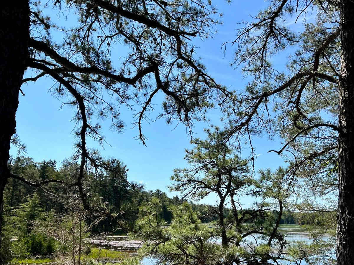 Atsion Lake to Batsto Lake trail photo