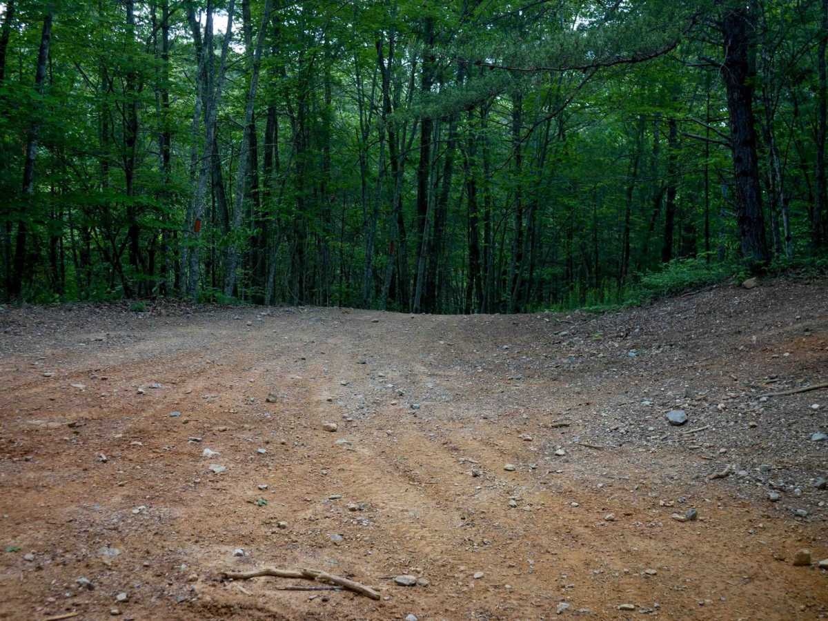 Piney photo 5