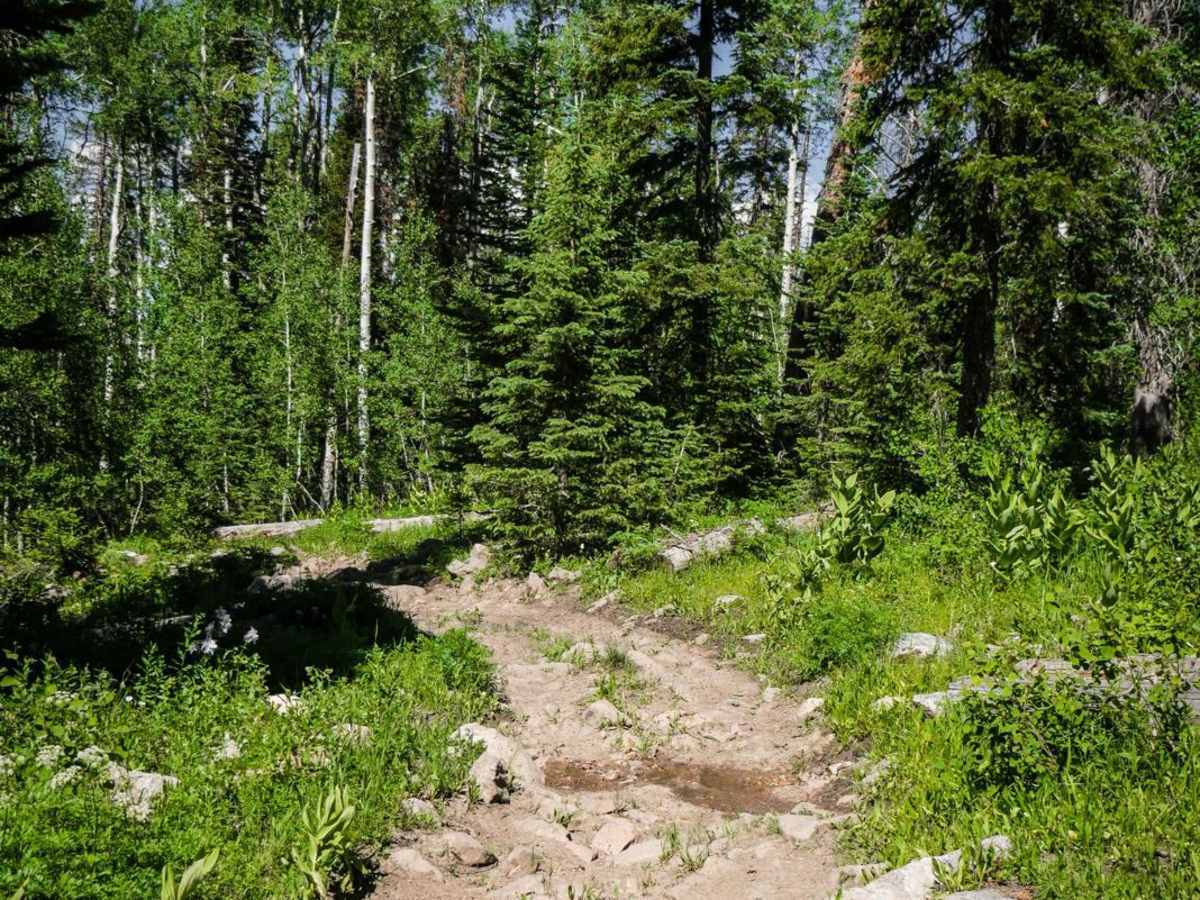 Ellis Trail North photo 3