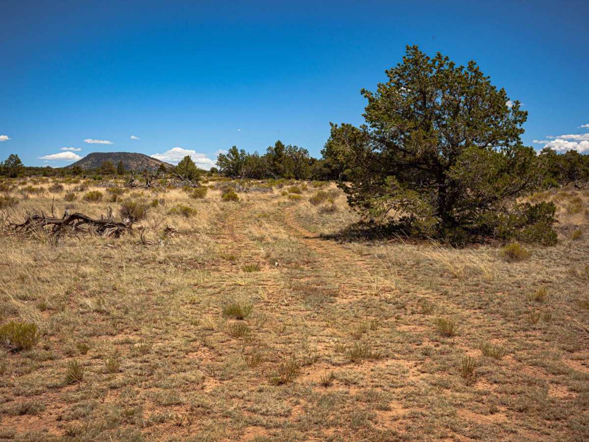 2021 Cut-through trail photo