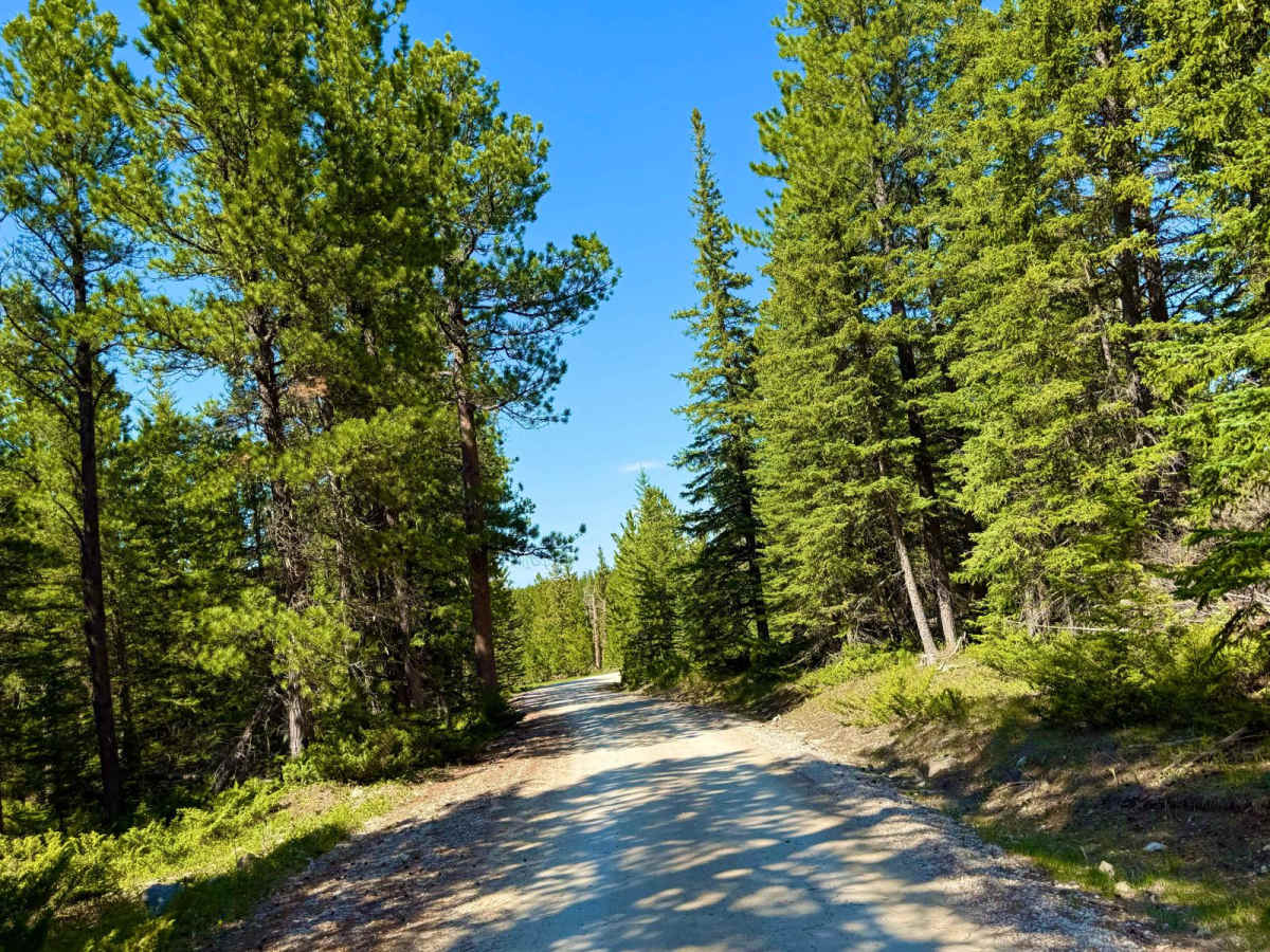 Black Fox Camp Road - FS 233 photo 6
