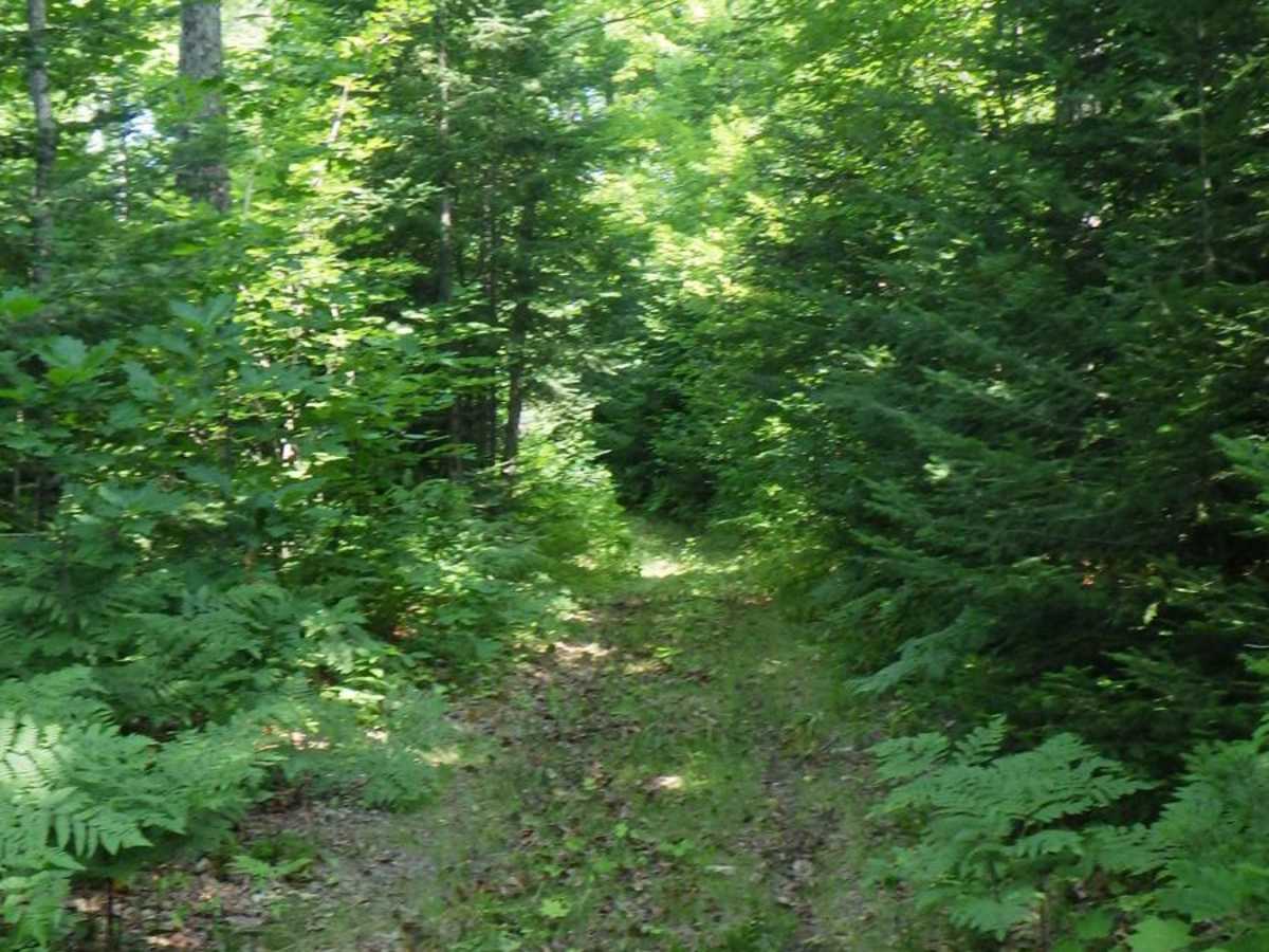 South Little Trout Creek photo 2
