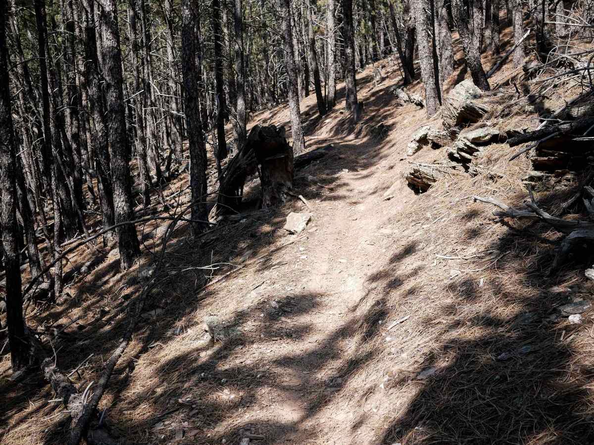 Bogus 6330 photo 6
