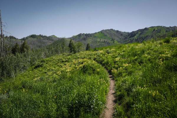 Mahoney - Lodgepole Connector