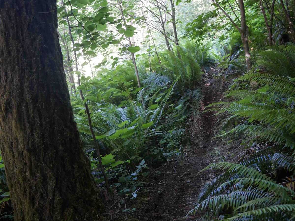 #102 trail photo