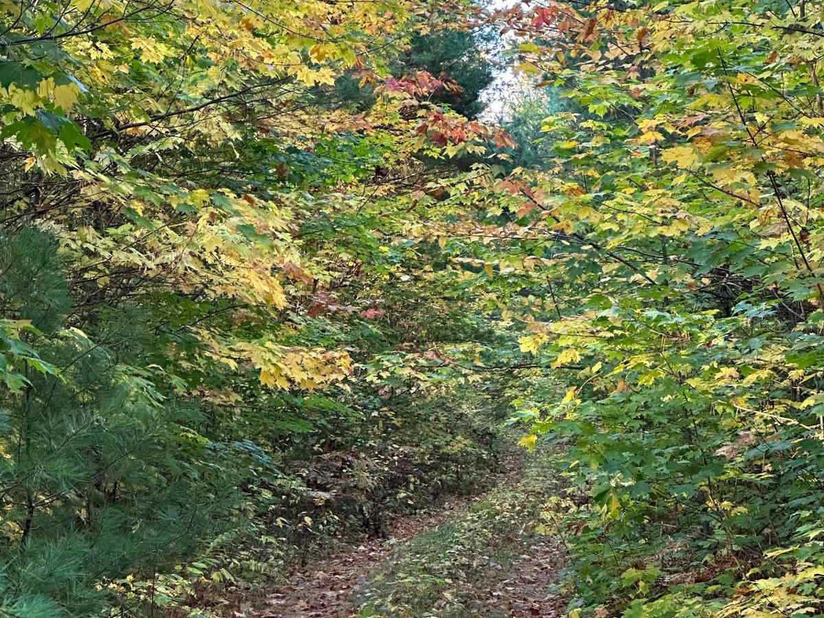 FS 2097 Loop trail photo