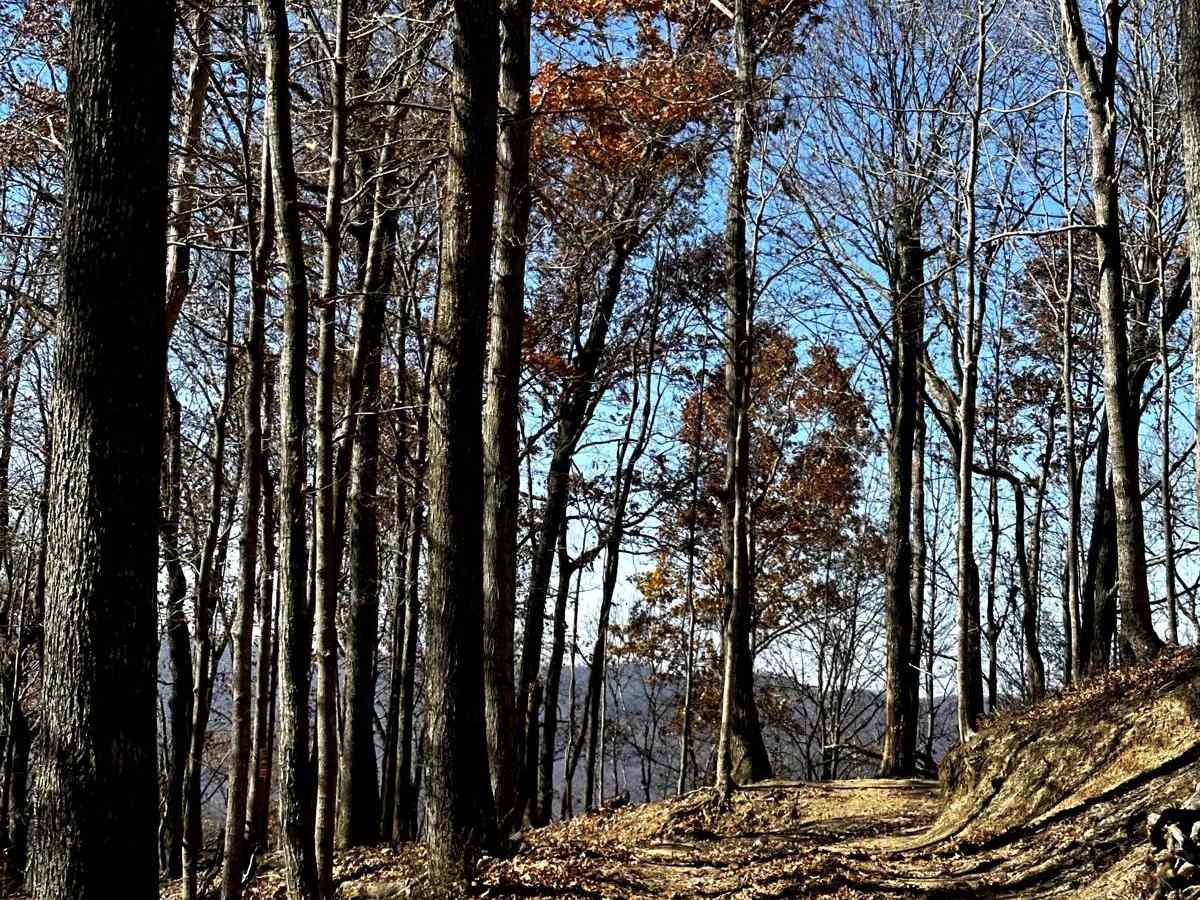 Trail 10 photo 5