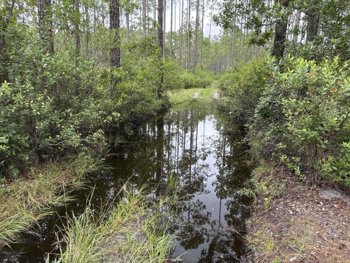 Ocala National Forest 24ST 3.2A2 trail photo