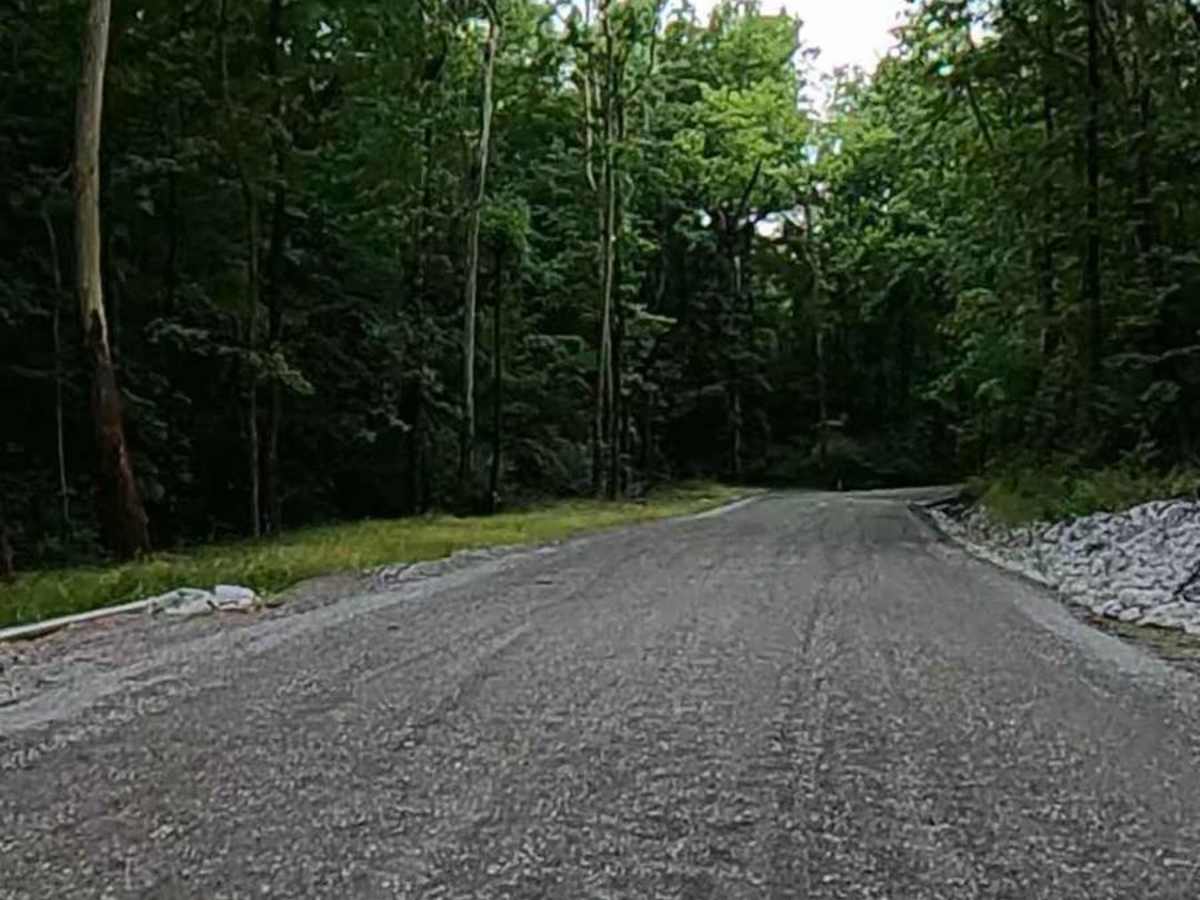 Turkey Creek Road FSR 167 trail photo
