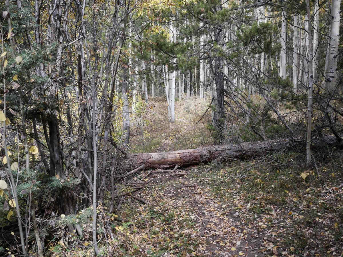 Bear Creek photo 2