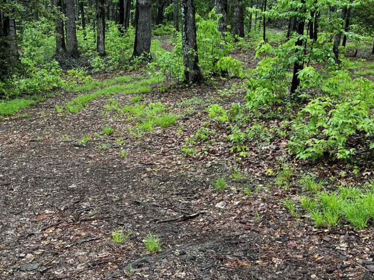 Burnette Creek - FS 261 photo 3
