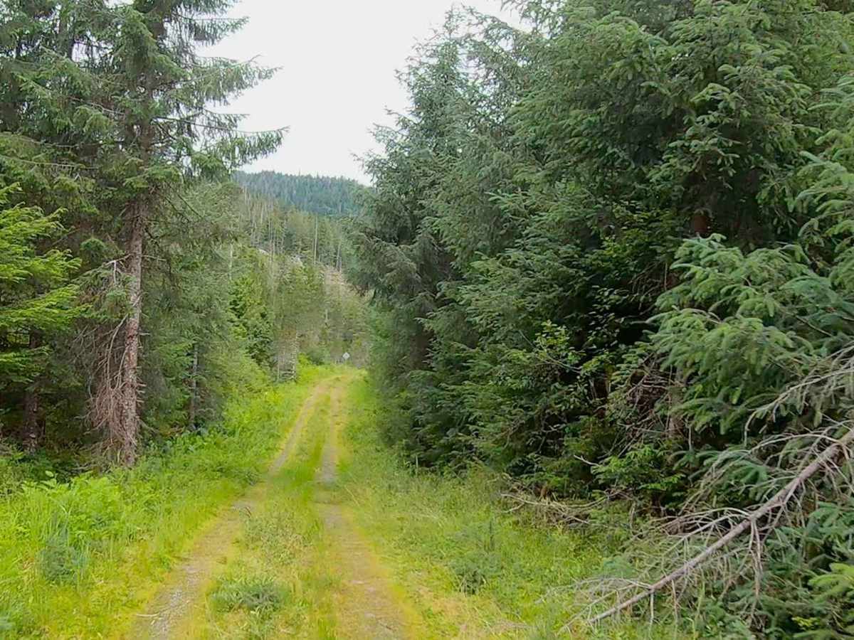 Jug 50016 trail photo