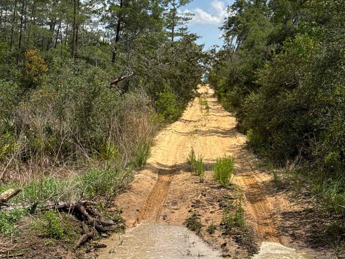Ocala National Forest 40-14.6 photo 4