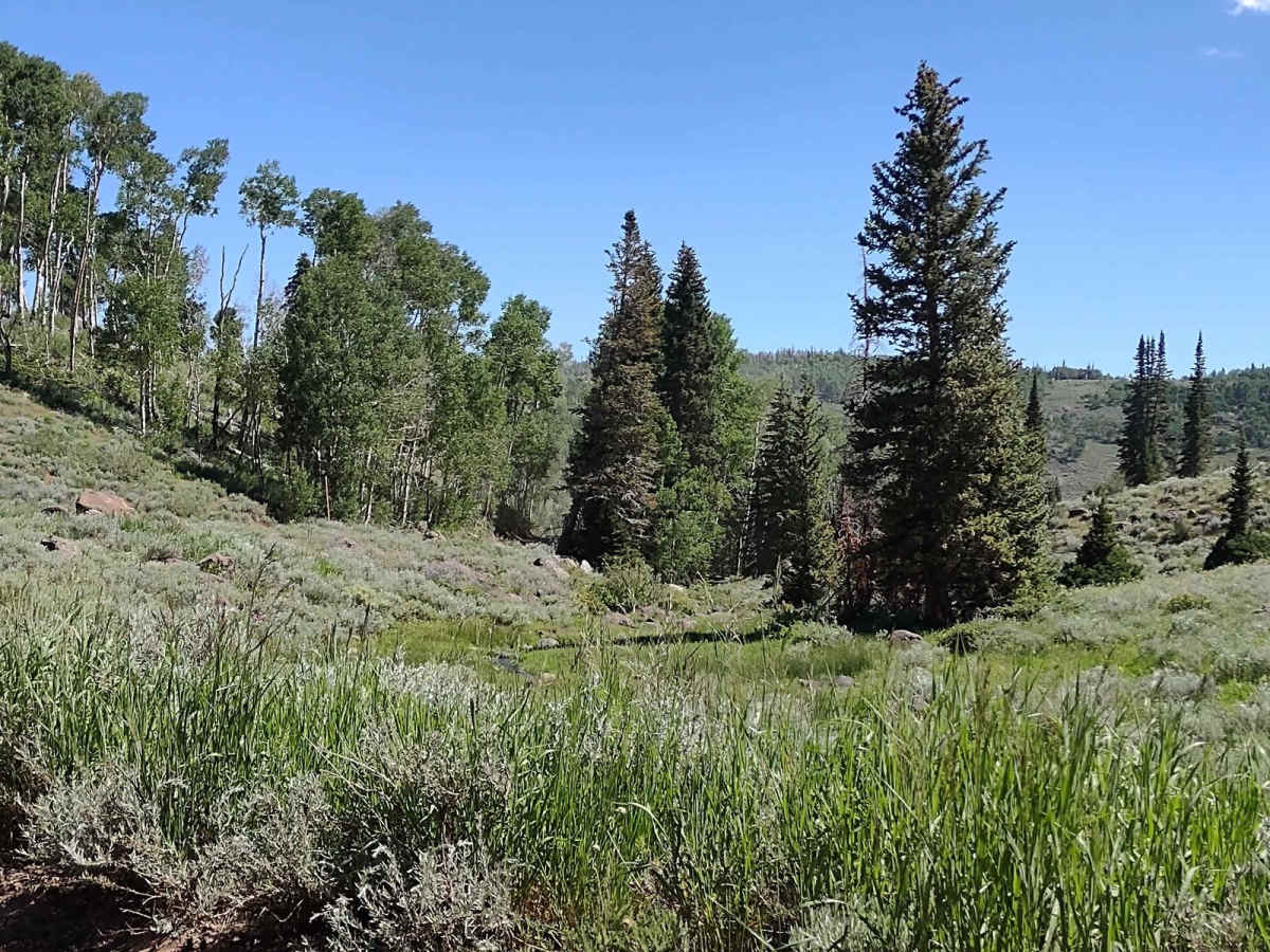 Glenwood Access to Fishlake Natl Forest - FS 40068 photo 3
